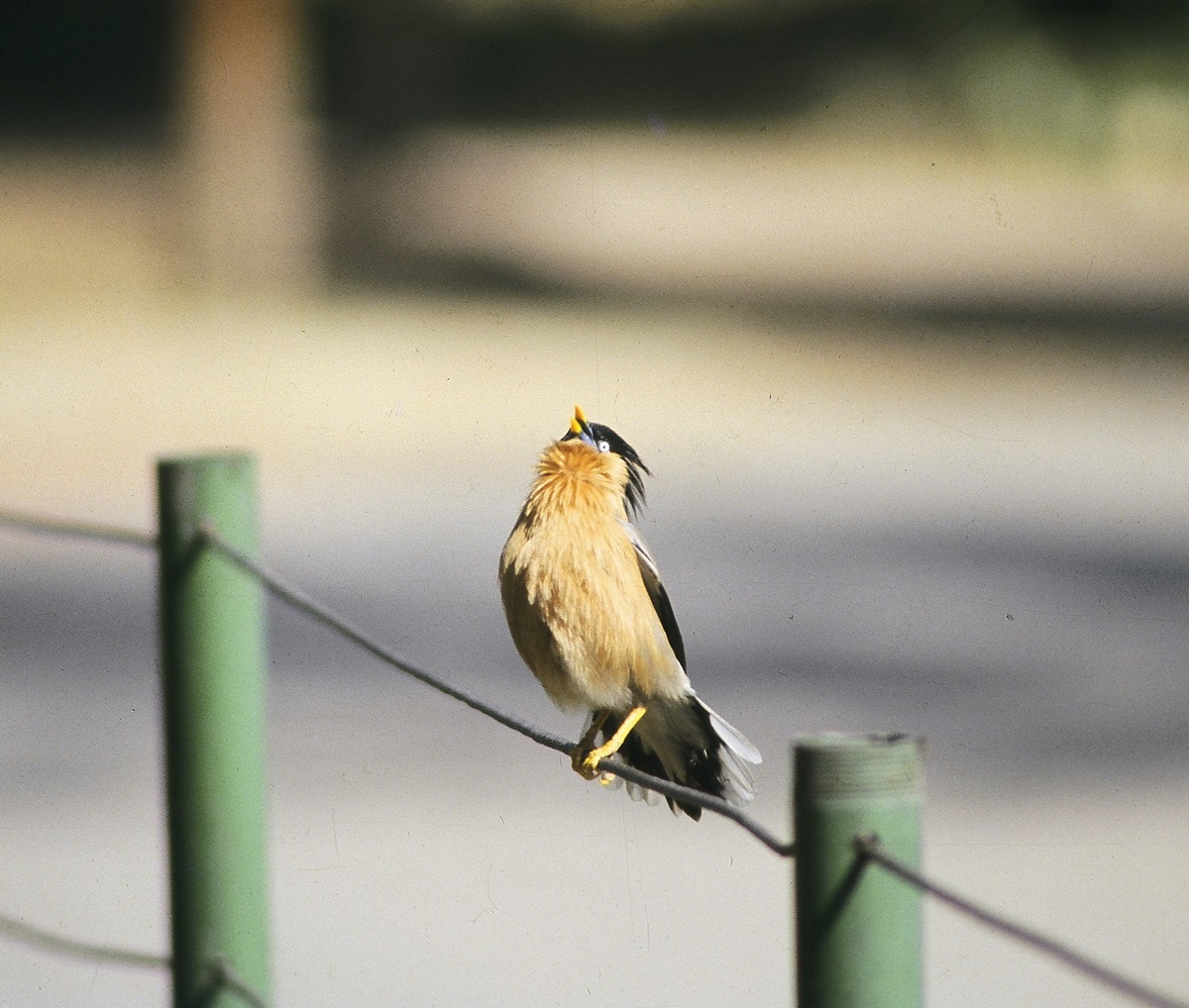 Brahminy myna