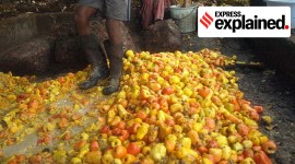 cashew industry in Goa