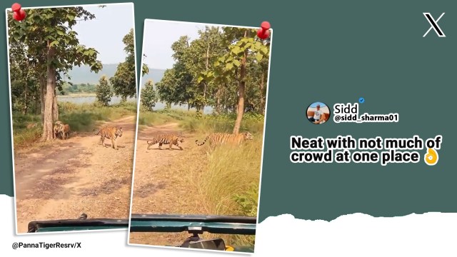 Group of tigers spotted in Madhya Pradesh’s Panna Tiger Reserve