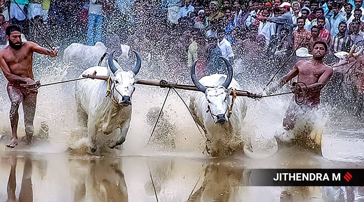 In a first, coastal Karnataka's sport Kambala to be held in Bengaluru ...