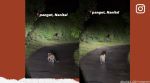 Leopard cub roams on a road in Nainital