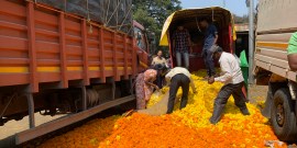 Marigold bloom