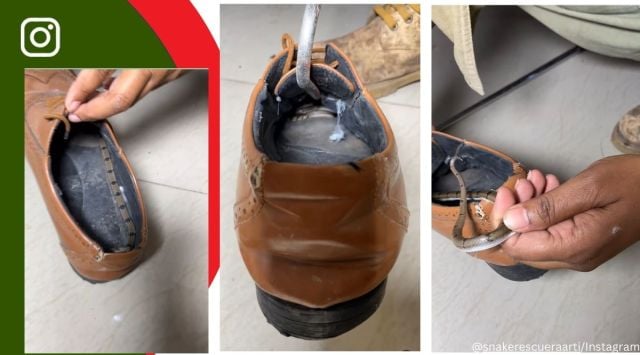Netizens applaud ‘brave lady’ who rescues snake from shoe