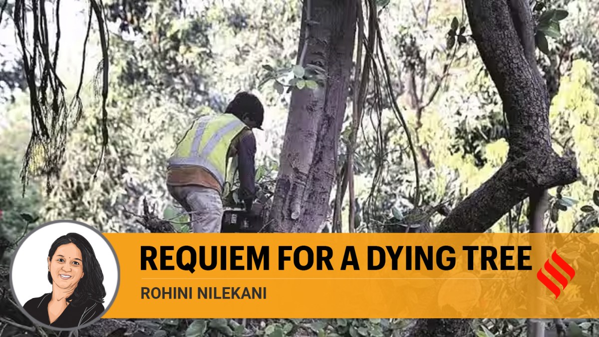 Mangifera Indica, tree felling