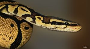 UP police rescues python