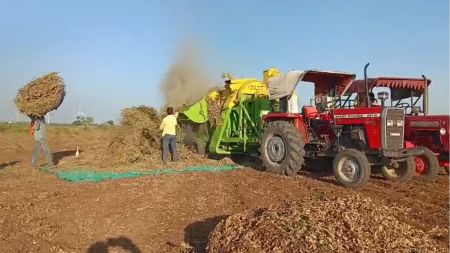 Groundnut threshing in progress on farm of a farmer in Amreli district. Express photo