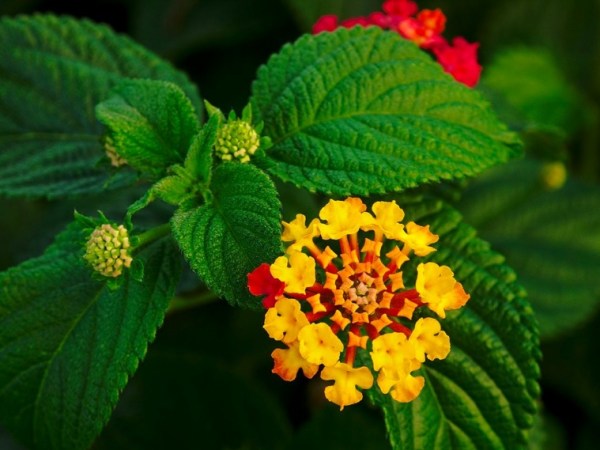 Flowers and leaves of the Lantana camara.