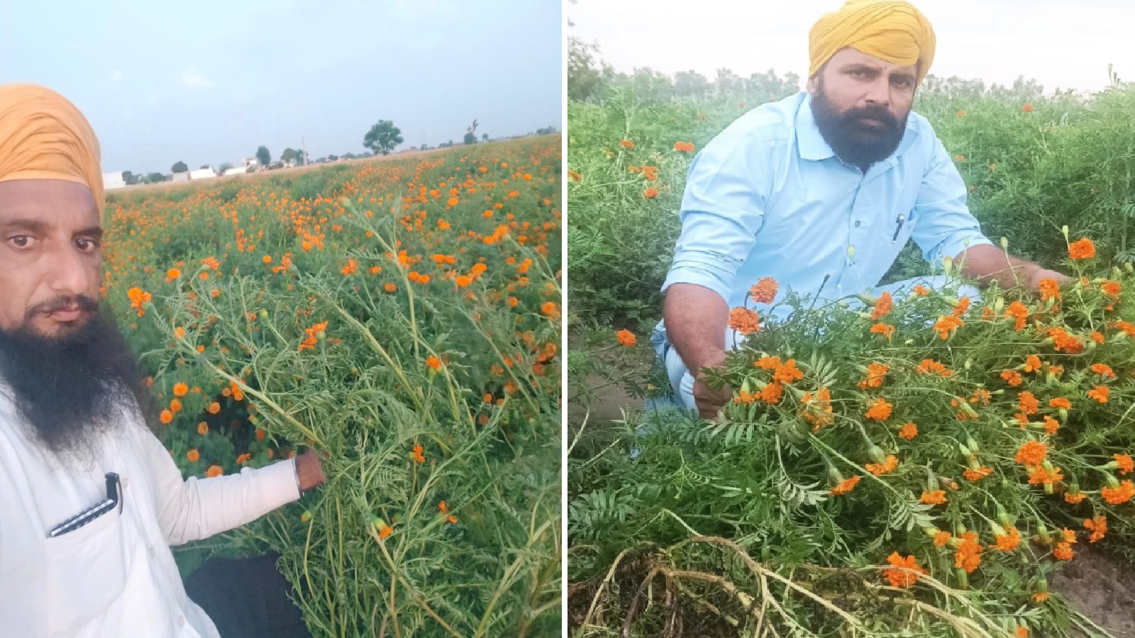 A harvest of gloom: After floods, untimely rain hits flower growers during Navratri | Chandigarh News