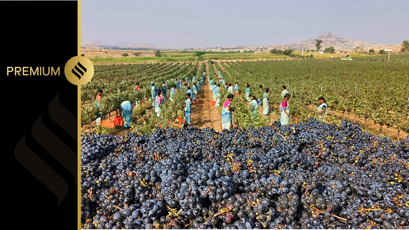 Wine production Maharashtra