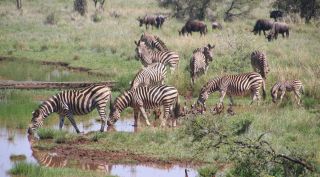 Zebras and other animals at a watering hole.