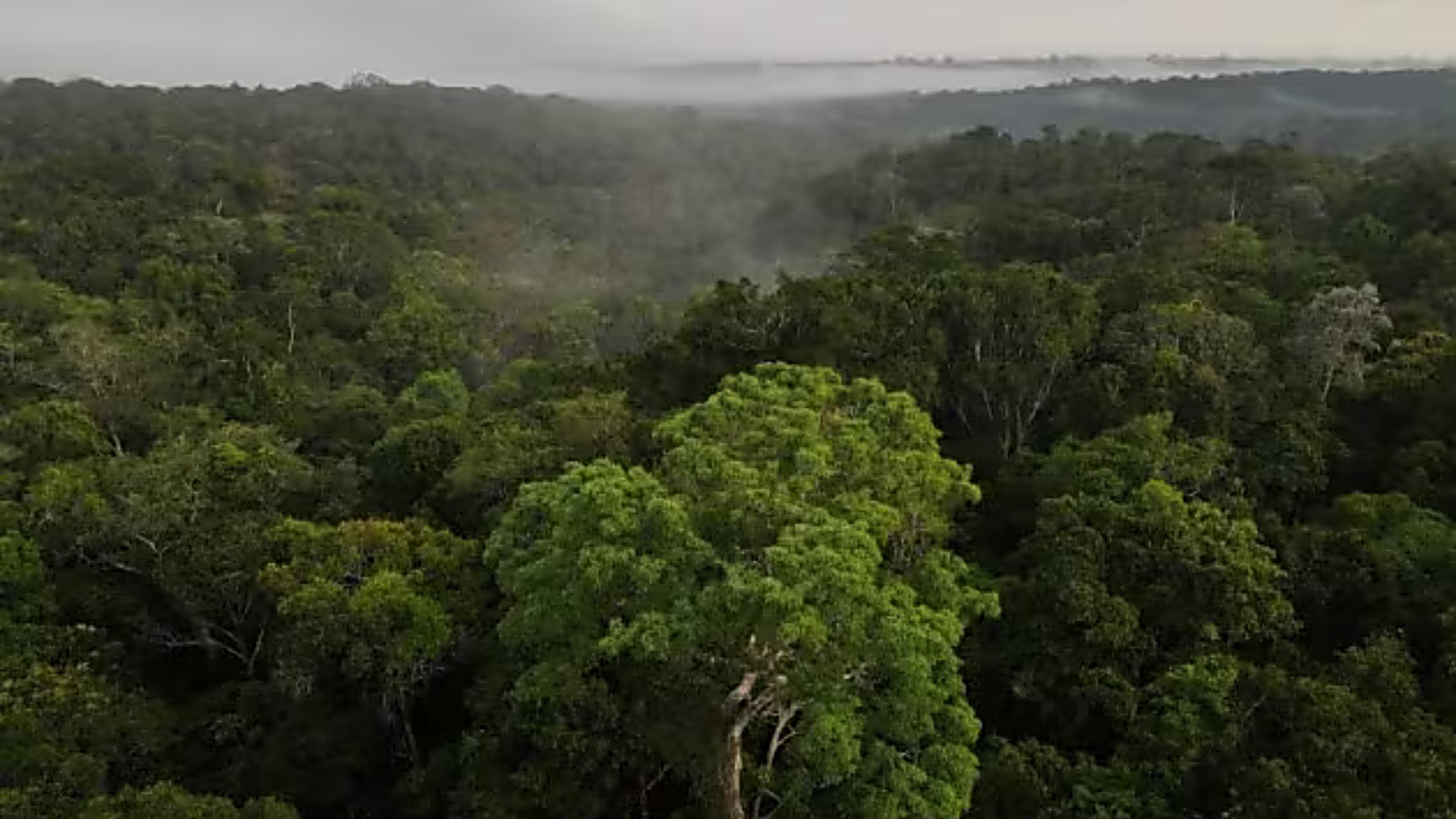 A severe drought pushes an imperilled Amazon to the brink | World News ...