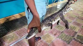 Dadar Pool baby crocodile
