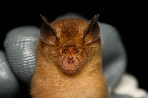 Nipah & Covid carriers? Bad omen? Bats are beautiful, say researchers