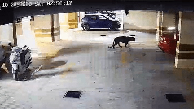 bengaluru leopard sighting