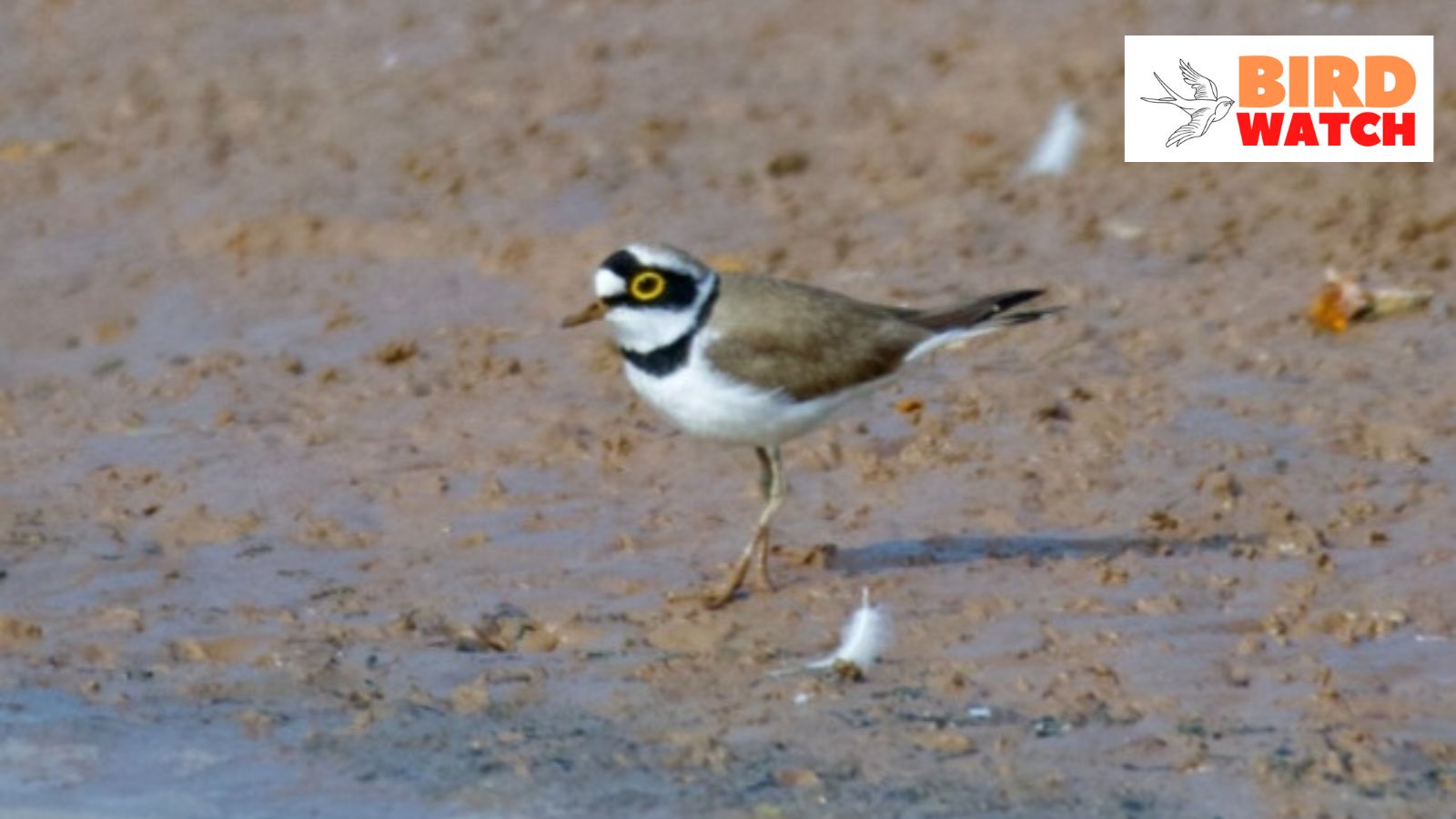 Little Ringed Plover - Bird Ecology Study Group