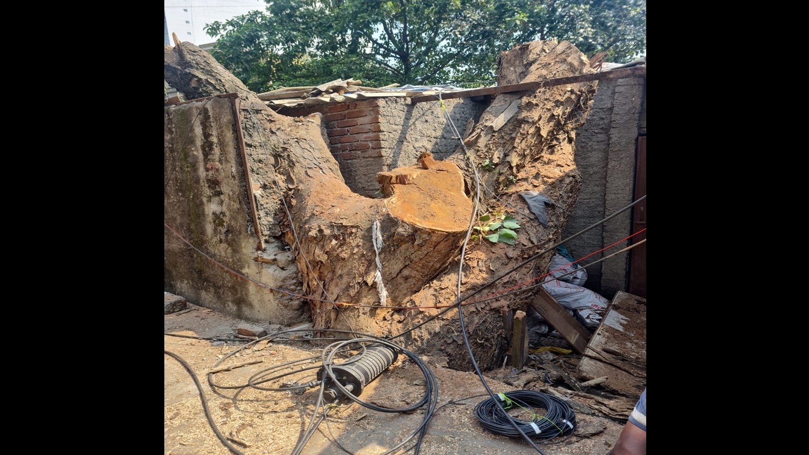 bmc cuts down 100 year old rain tree