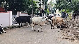 cattle tamil nadu, stray cattle, Tambaram Corporation, indian express