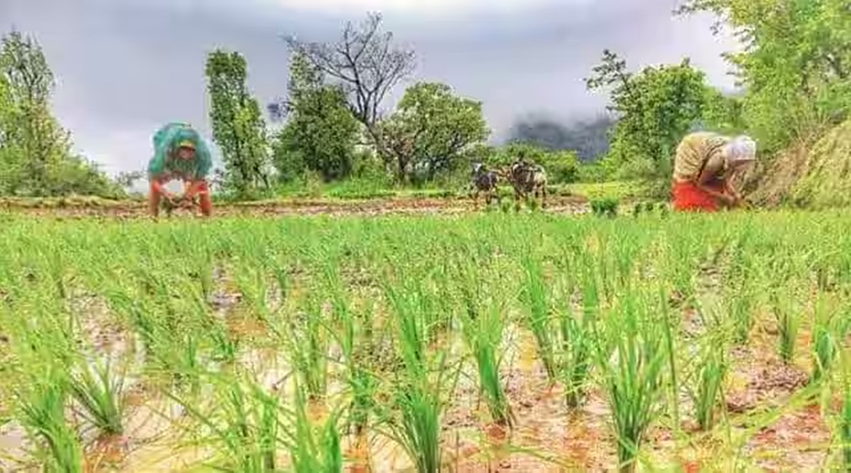 chattisgarh paddy farmers