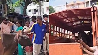 chennai, stray cattle, indian express