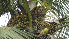 goa poachers, goa poachers trap, leopard killed goa, goa leopard killed, metal snares, Goa forest department, indian express news