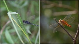 dengue Excess rainfall, delhi monsoon, DDA seven biodiversity parks, Biodiversity Parks Programme, Environment Management of Degraded Ecosystems, Kalindi Biodiversity Park, indian express news