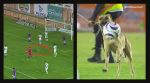 dog invading football pitch