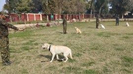 dog squad Delhi Police dog squad, K9 dogs, dog squad quick response, speedy deployment, bomb hoax calls, indina express news, delhi dog squad news