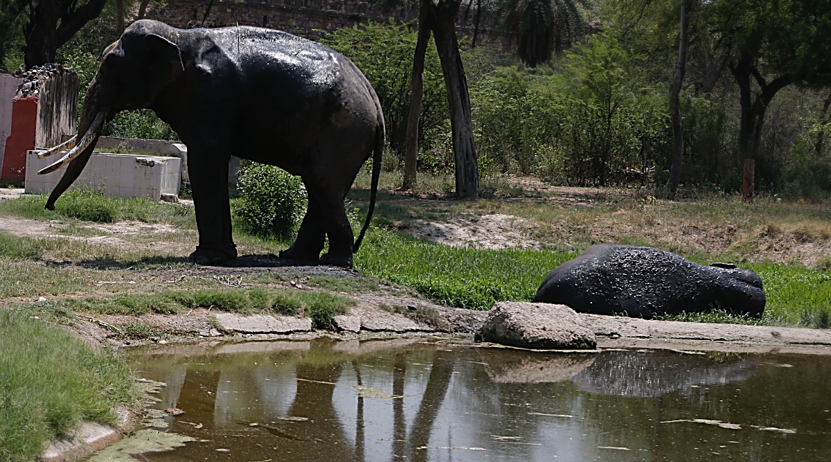 698 elephants died in Odisha in the past 8 years, admits Forest Minister Pradip Kumar Amat