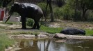 elephants deaths over years, odisha, indian express