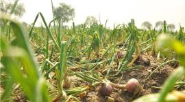 pradhan mantri fasal bima yojana