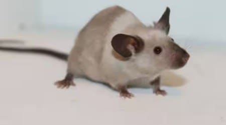 ban on glue traps, PETA praises glue traps ban, glue traps for catching rodents, glue traps Gandhinagar, usage of glue traps, glue traps rodents, glue traps pests, hazards of glue traps, mumbai news, mumbai latest news, indian express, indian express news, indian express mumbai live updates