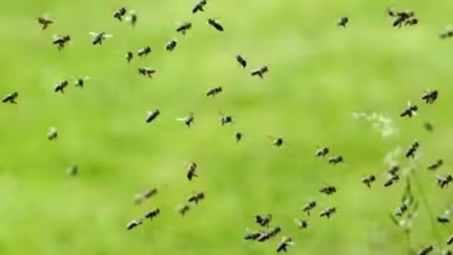 Navratri durga puja, Navratri ritual, honeybee attack, religious ritual in temple, Surat district temple, Bhathiji Temple, indian express news