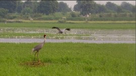 Jewar Airport news, stay on Jewar Airport, UP govt, Jewar airport status report, construction of Jewar Airport, Dhanauri Wetland, National Green Tribunal, indian expres news