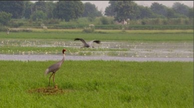 Jewar Airport news, stay on Jewar Airport, UP govt, Jewar airport status report, construction of Jewar Airport, Dhanauri Wetland, National Green Tribunal, indian expres news