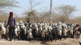 maldhari goat milk gujarat
