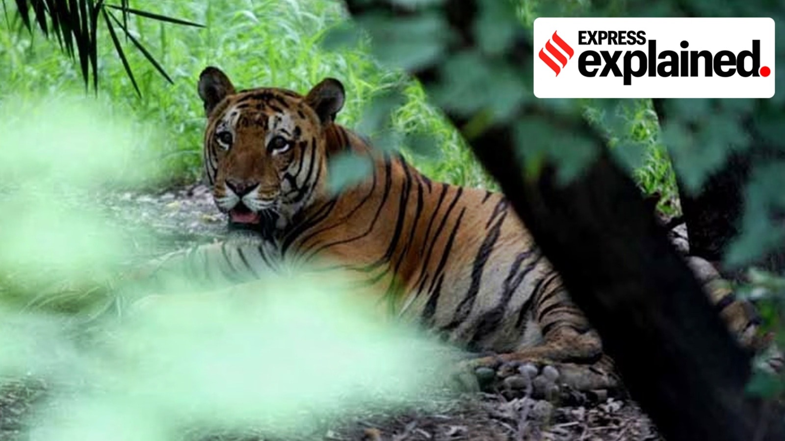 The National Tiger Conservation Authority (NTCA) has made multiple recommendations to the state for a tiger reserve.