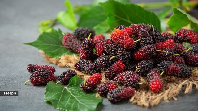 Nutrition alert: Here’s what a 100-gram serving of mulberries contains ...