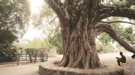 old trees, pension for old trees, haryana news, manohar lal khattar, chandigarh, indian express