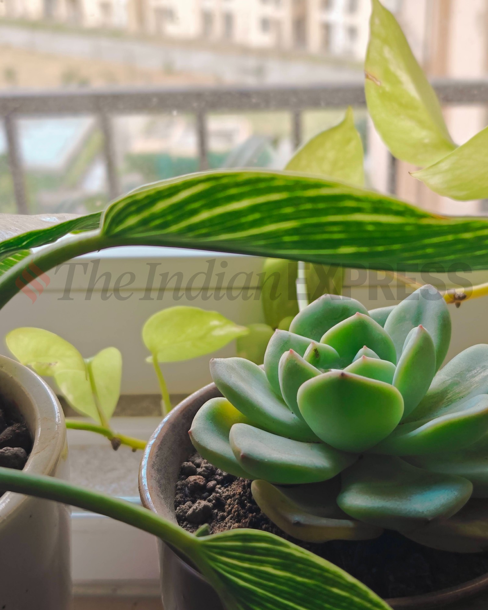 OnePlus Open camera sample