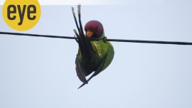 plum featured parakeet ranjit