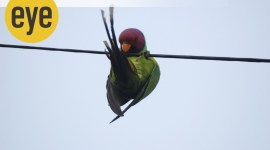 plum featured parakeet ranjit