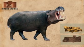 pune hidden stories hippos