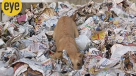 animal communication, ranjit lal