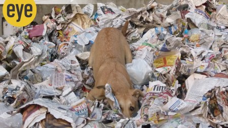 animal communication, ranjit lal