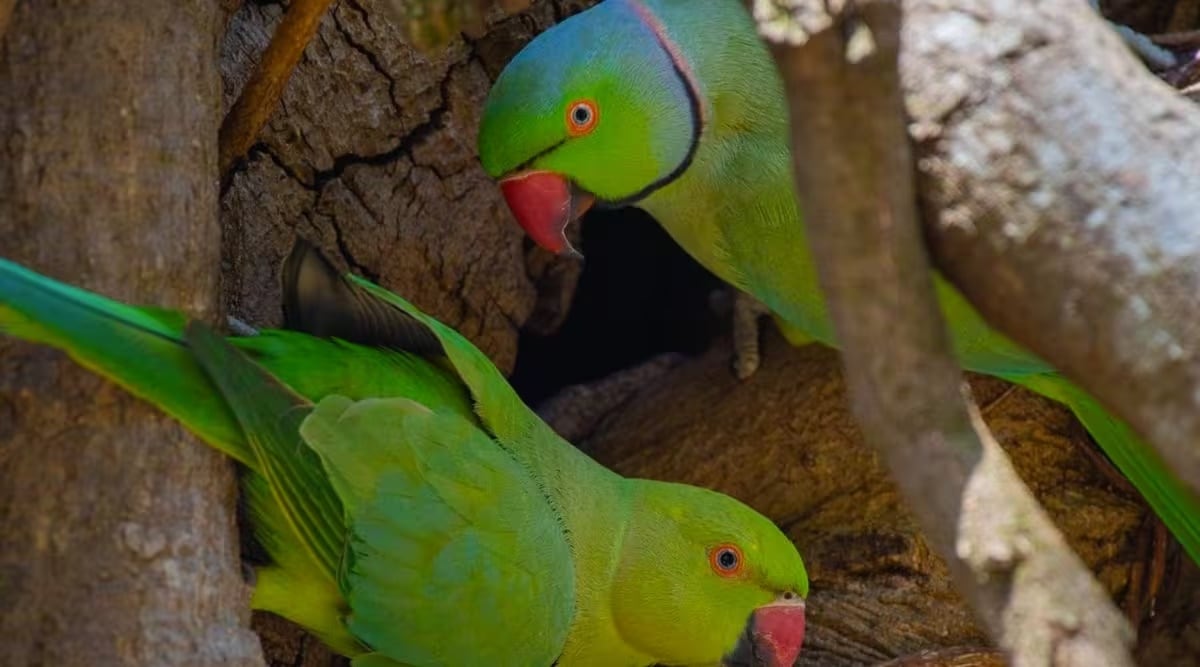 rose ringed parakeet, pune nursery, indian express