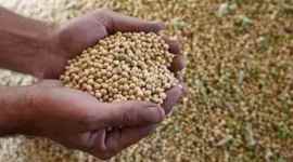 soyabean