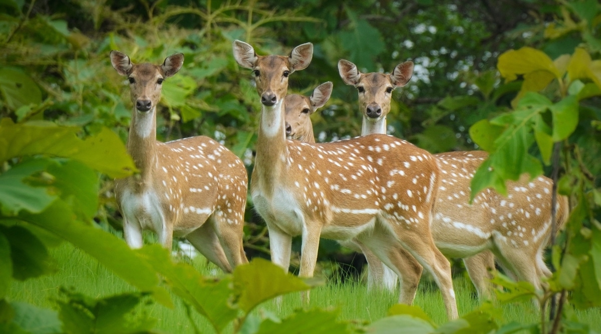 After spotted deer moved from Delhi park, petition in High Court on ...