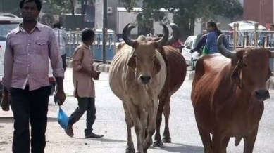 stray cattle, Gujarat hc on stray cattle issue, contempt od courts, contempt charges, cattle menace, cattle menace control, indian express news