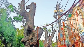 delhi trees, delhi HC, delhi high court, delhi tree felling, delhi news, India news, Indian express, Indian express India news, Indian express India