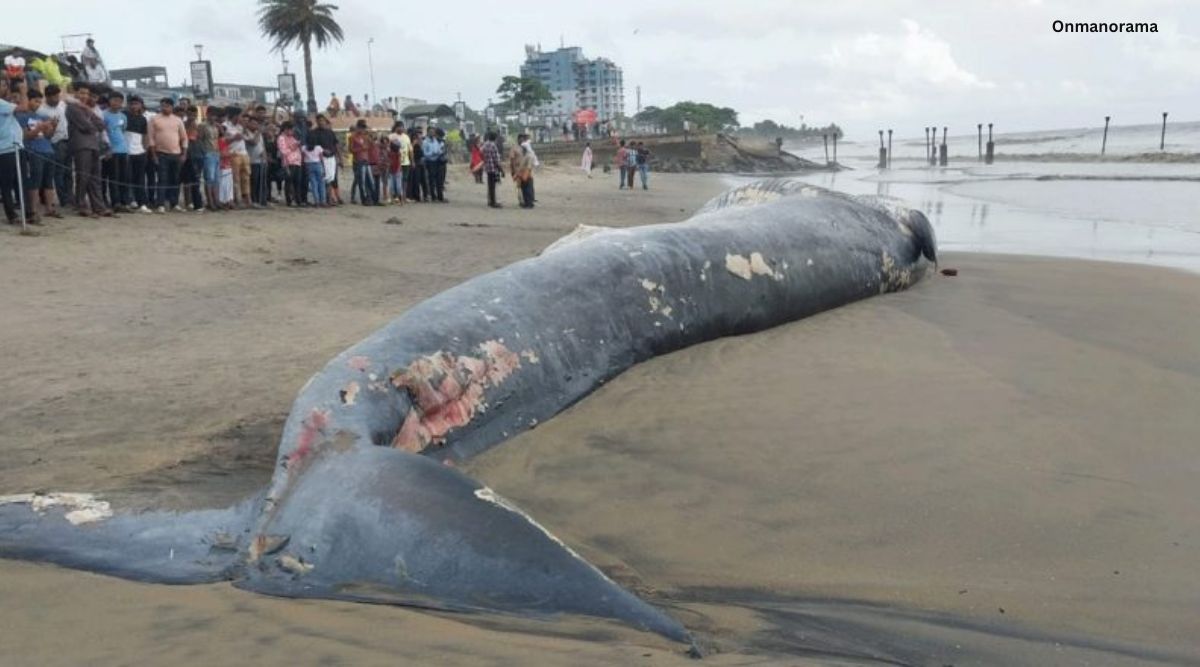 Watch 50footlong whale carcass washes up on Kerala shore Trending News The Indian Express